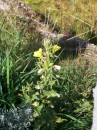 Nachtkerze - Oenothera biennis * 967 x 1290 * (495KB)